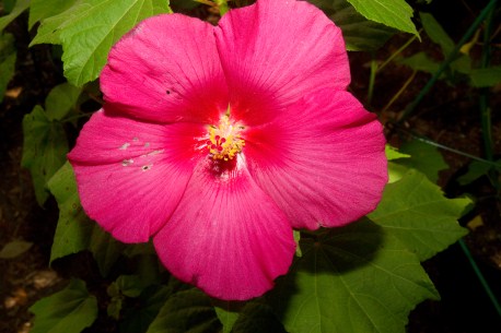 slideshow image